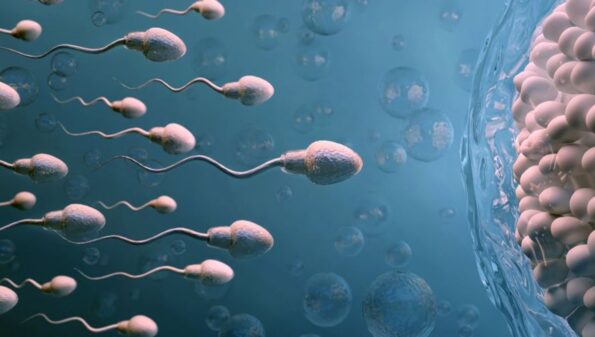 Herbal Treatment for Low Sperm Count